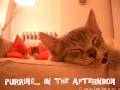 purring.jpg