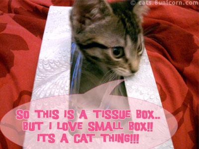 tissuebox.jpg