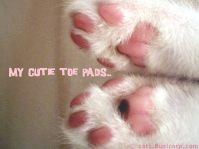 toe_pads.jpg