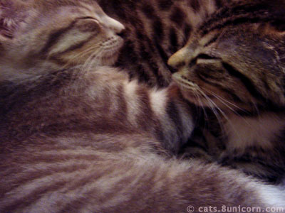 kitten_sleep.jpg