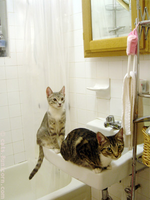 kittens_in_sink.jpg