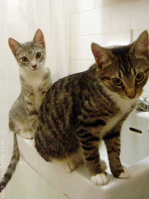 kittens_in_sink_02.jpg