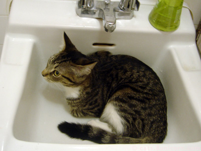 kittens_in_sink_03.jpg