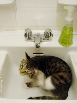 kittens_in_sink_04.jpg