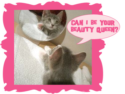kittenwar_ash.jpg