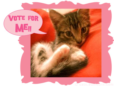 kittenwar_noa1.jpg
