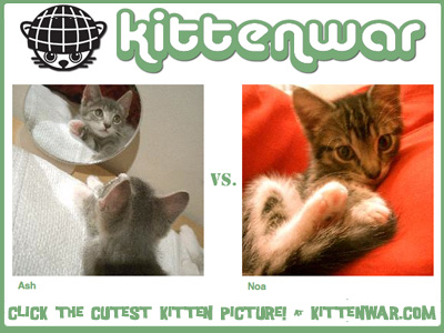 kittenwar_noa_ash_2.jpg
