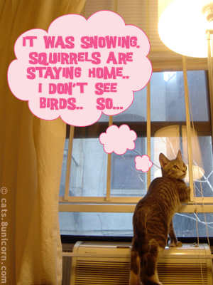weather_kitten-02.jpg