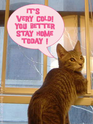 weather_kitten-03.jpg