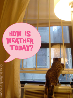 weather_kitten.jpg