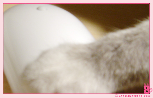 mouse-1.jpg