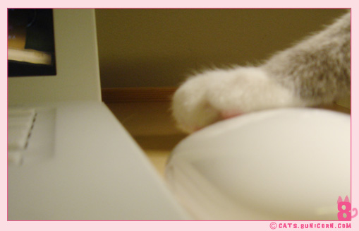 mouse-2.jpg