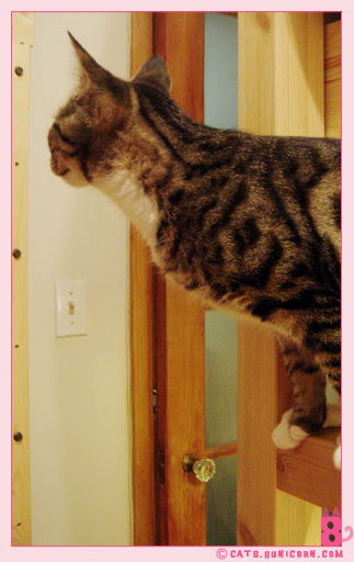 noa_the_cat.jpg