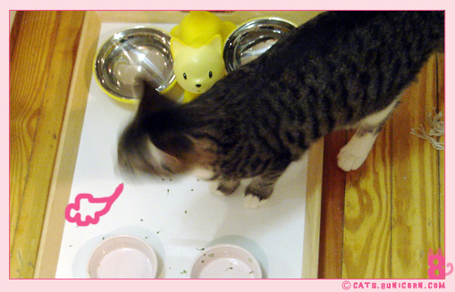 our_dinner-13.jpg