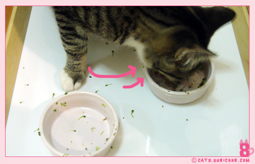 our_dinner-7.jpg