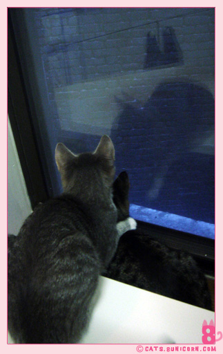 wild_cat_noa_ash_01.jpg