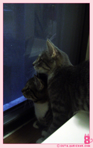 wild_cat_noa_ash_02.jpg