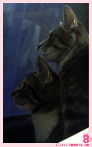 wild_cat_noa_ash_05.jpg