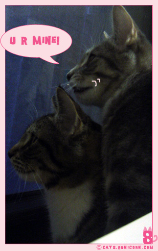 wild_cat_noa_ash_06.jpg