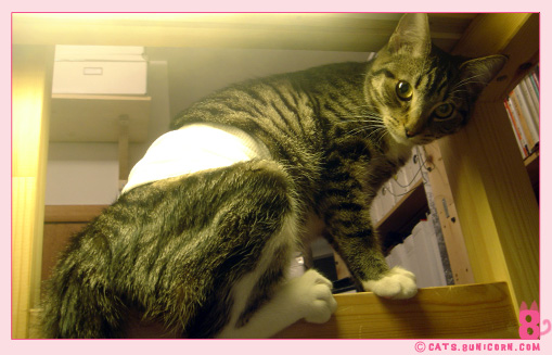 imacat.jpg
