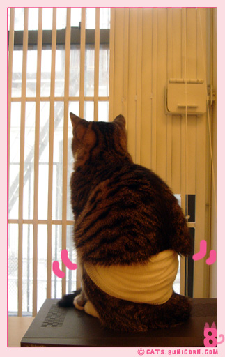 window_gate_noa_01.jpg