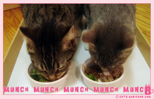yummy_petfood_02.jpg