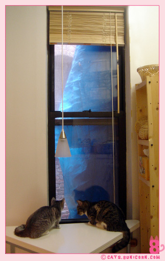 blueseet_noa_ash_08.jpg