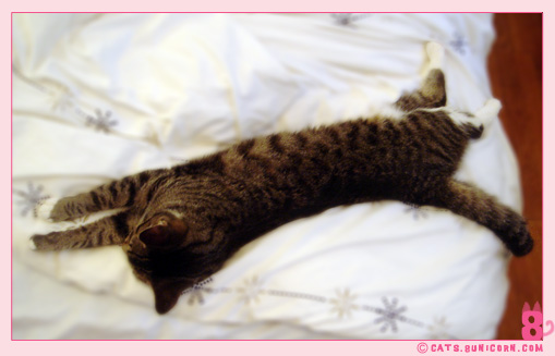 cat_sleeps_all_day_1.jpg
