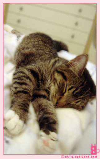 cat_sleeps_all_day_2.jpg