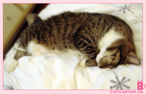 cat_sleeps_all_day_3.jpg