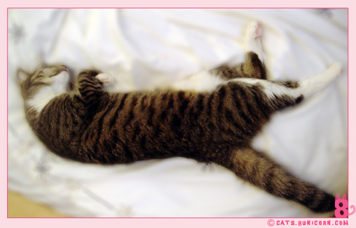 cat_sleeps_all_day_4.jpg