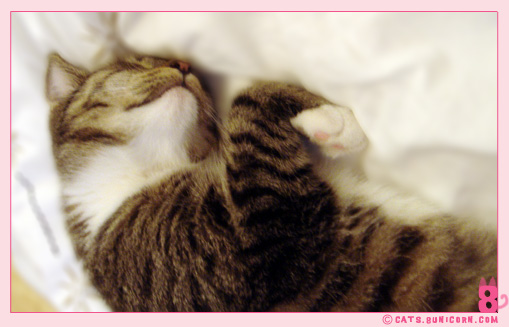 cat_sleeps_all_day_5.jpg