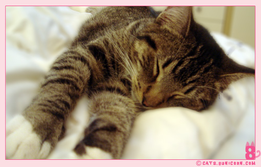 cat_sleeps_all_day_6.jpg