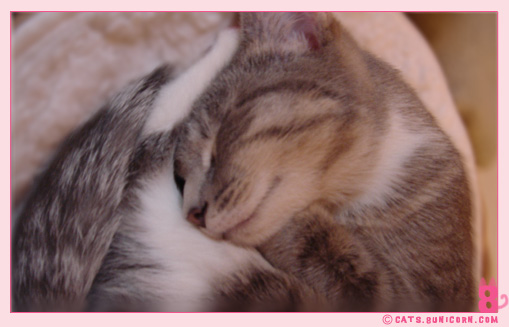 cat_sleeps_all_day_ash_1.jpg