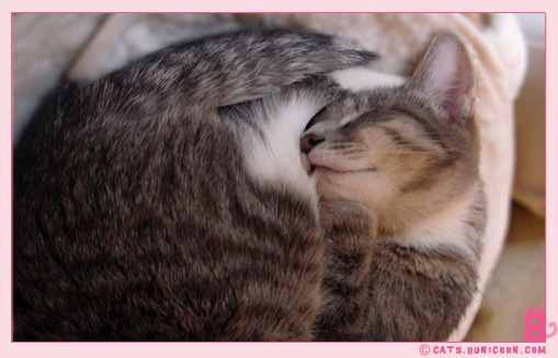cat_sleeps_all_day_ash_2.jpg