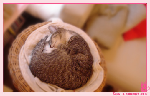 cat_sleeps_all_day_ash_3.jpg