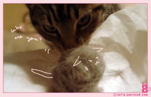 cats_hair_noa_ash_02.jpg