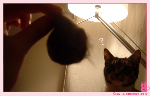 cats_hair_noa_ash_03.jpg