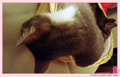 happy_sleep_10.jpg