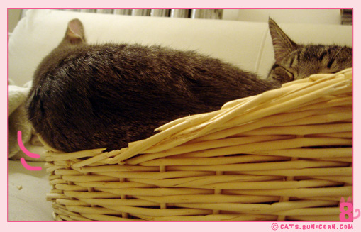 happy_sleep_3.jpg