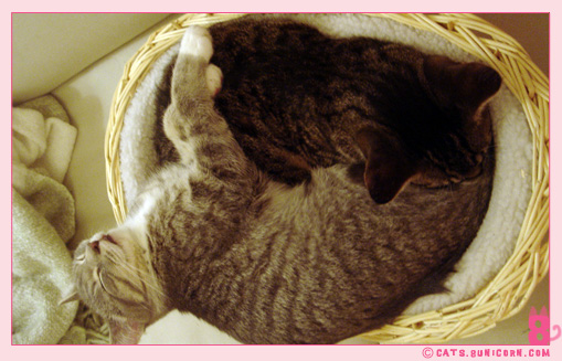 happy_sleep_7.jpg