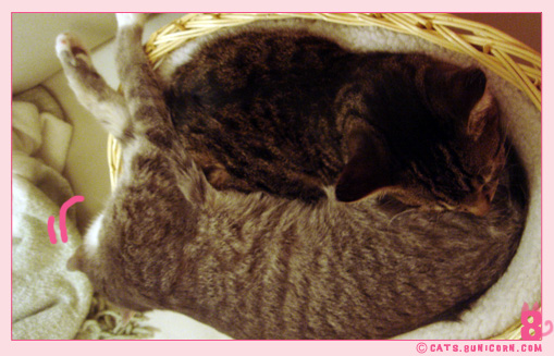 happy_sleep_8.jpg