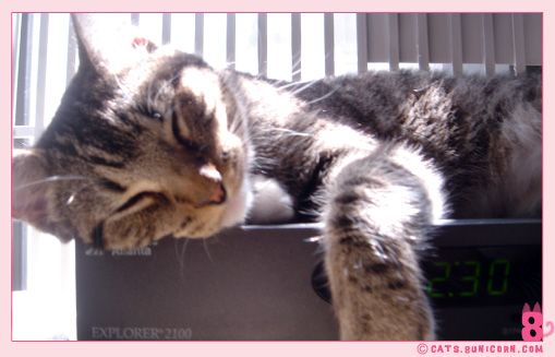 noa_ash_nap_2.jpg