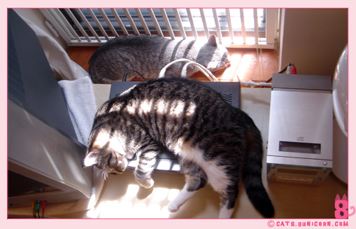 noa_ash_nap_4.jpg