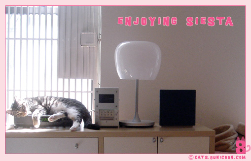 noa_ash_nap_enjoying_siesta.jpg