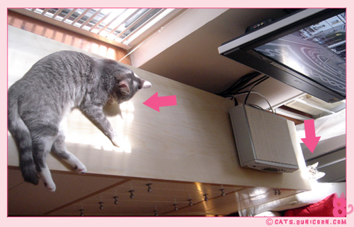 noa_catseyes-2.jpg