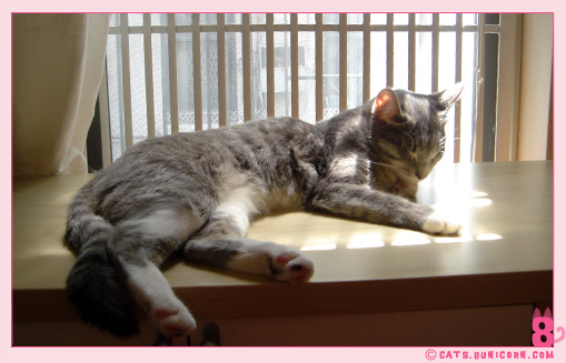 noa_catseyes-3.jpg