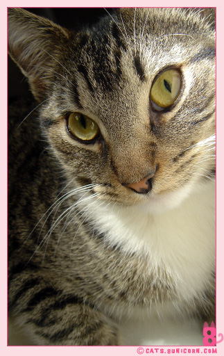 noa_catseyes-7.jpg