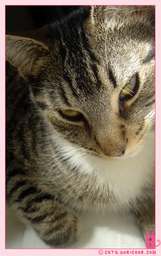 noa_catseyes-8.jpg