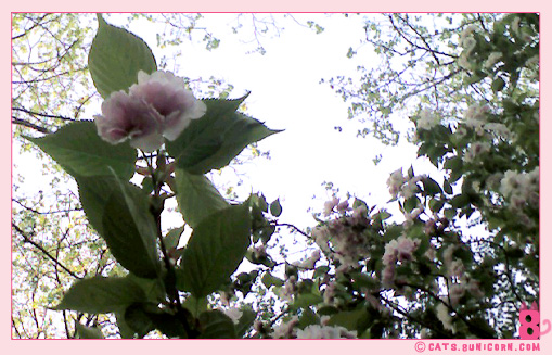 sakura_2.jpg